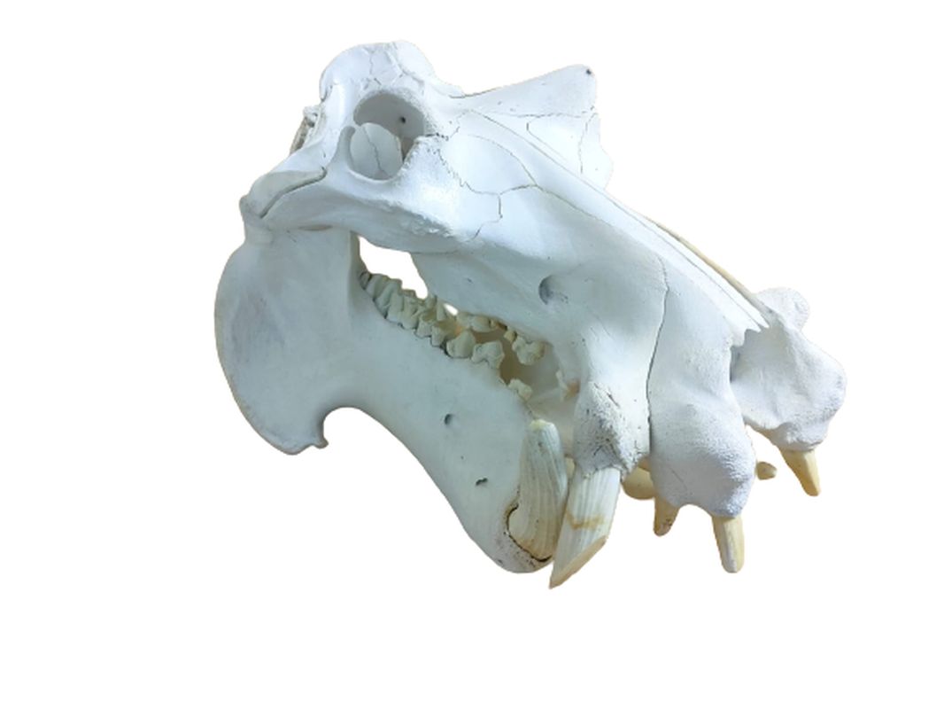 Hippo Skull - HSW1