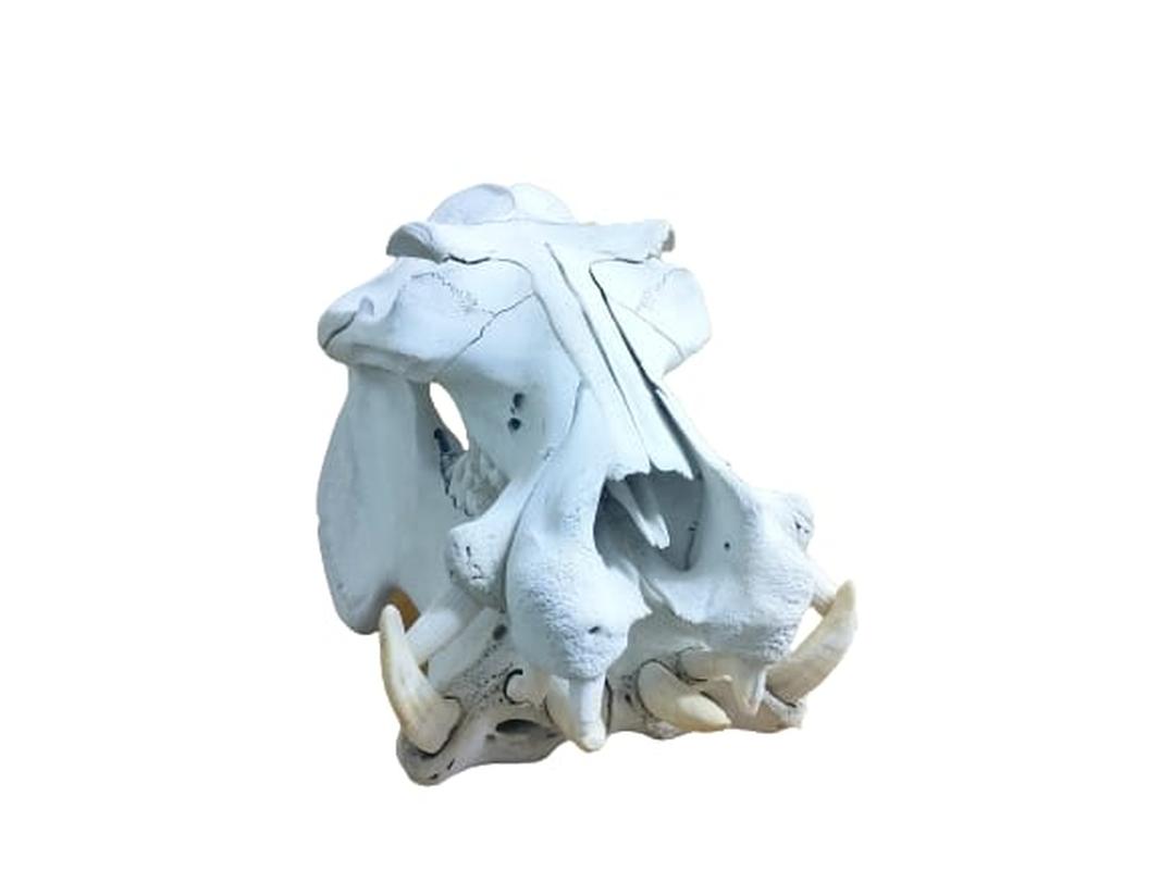 Hippo Skull - HSW2 - Image 2