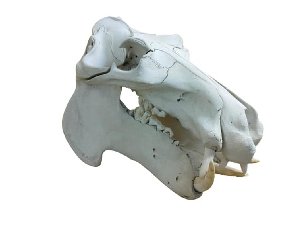 Hippo Skull - HSW2 - Image 3