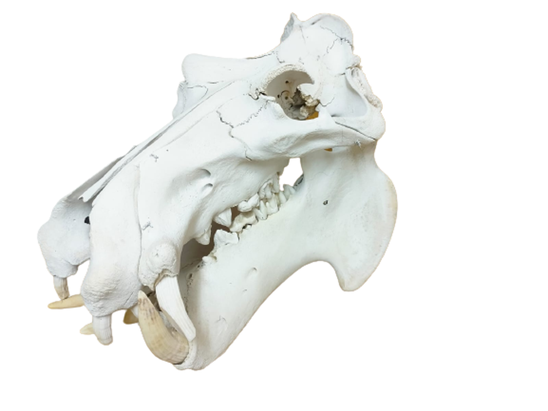 Hippo Skull - HSW2