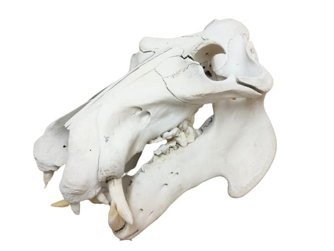 Hippo Skull - HSW3 - Image 3