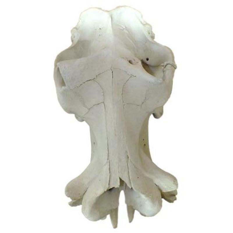 Hippo Skull (Replica Teeth) RH01 - Image 3