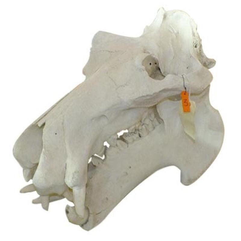 Hippo Skull (Replica Teeth) RH01 - Image 4