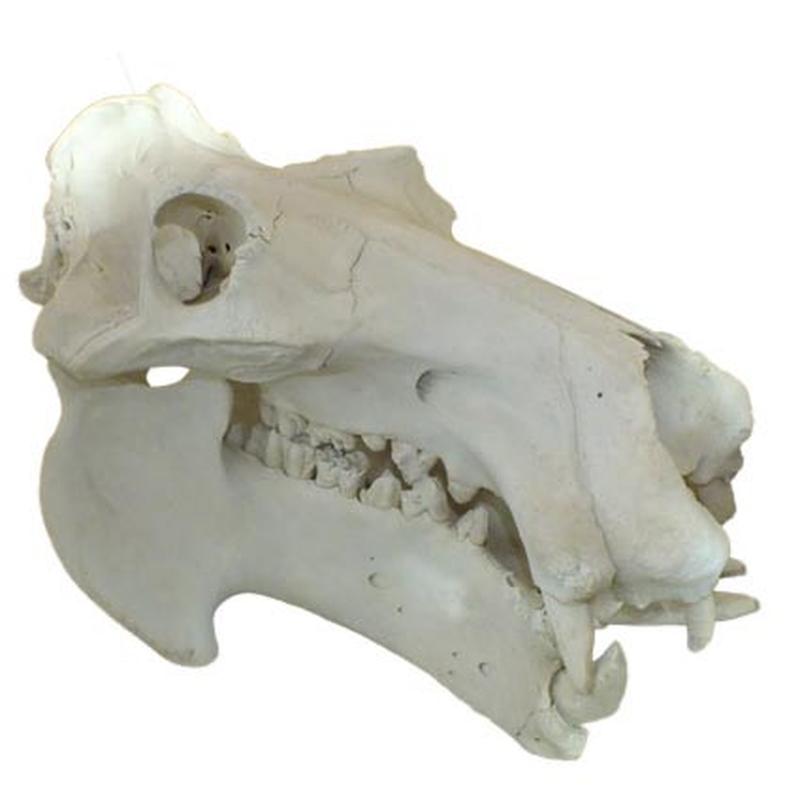 Hippo Skull (Replica Teeth) RH01