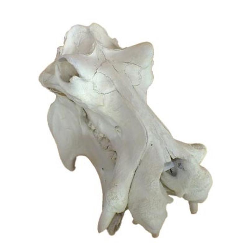 Hippo Skull (Replica Tusks) RH02 - Image 2