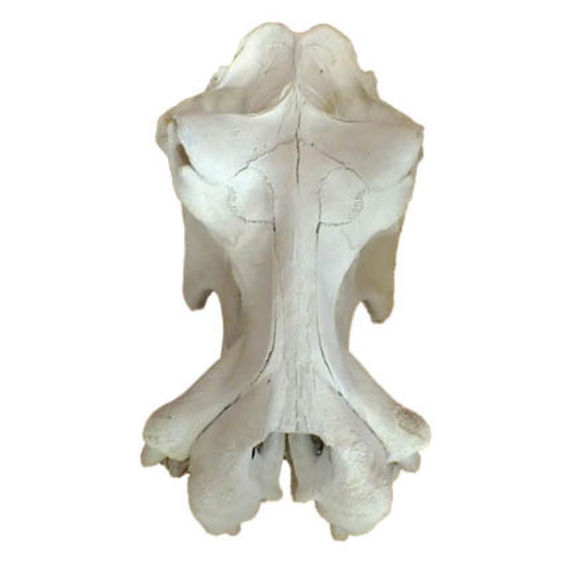 Hippo Skull (Replica Tusks) RH02 - Image 4