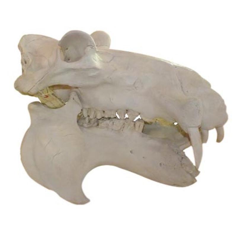 Hippo Skull (Replica Tusks) RH02 - Image 5