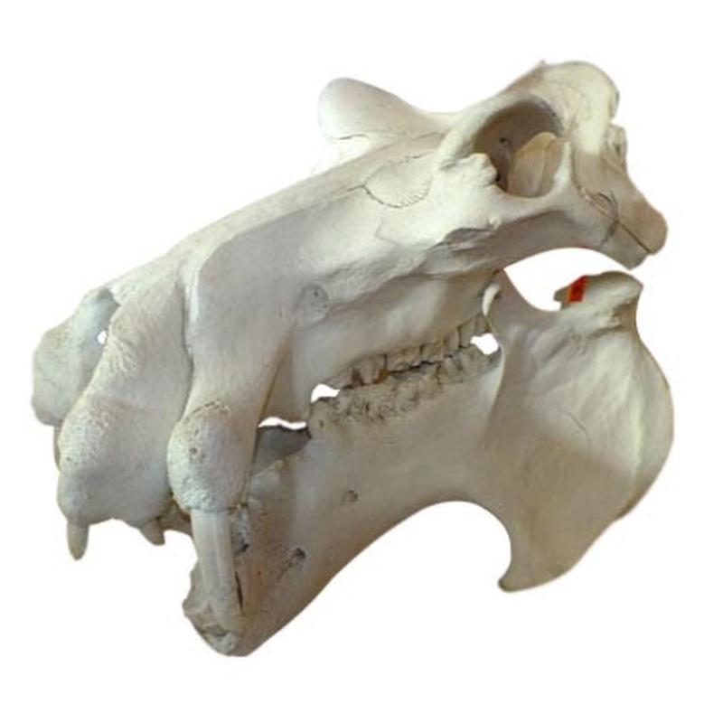 Hippo Skull (Replica Tusks) RH02