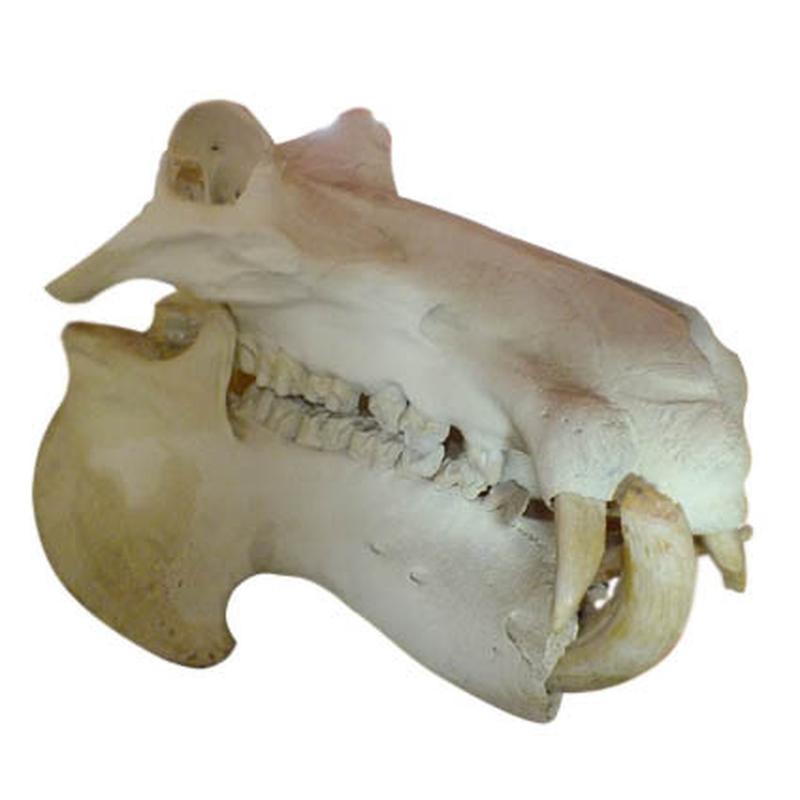 Hippo Skull (Replica Tusks) RH03 - Image 2