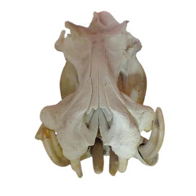 Hippo Skull (Replica Tusks) RH03 - Image 3
