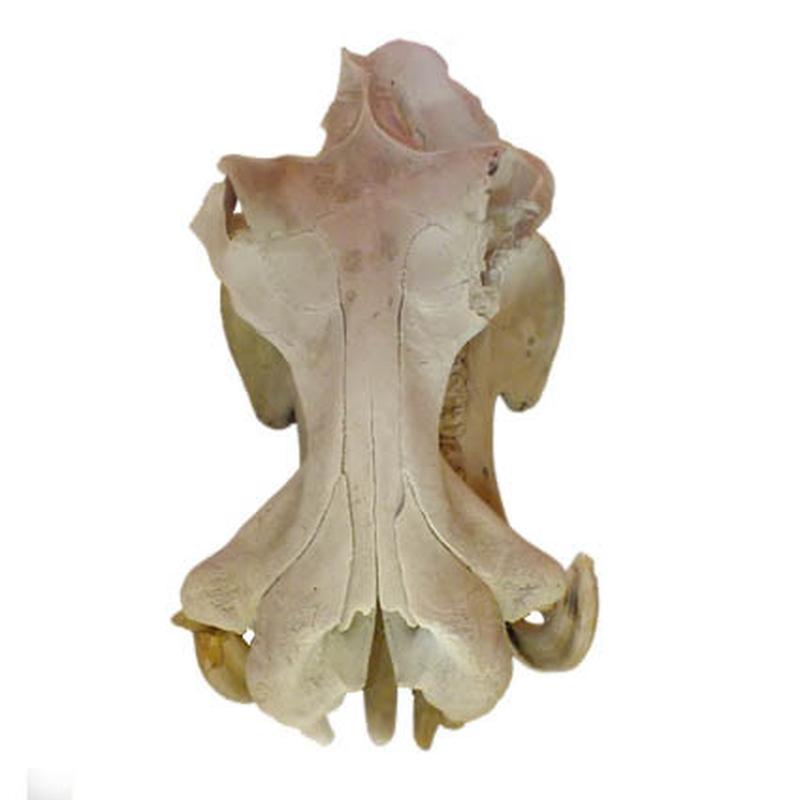 Hippo Skull (Replica Tusks) RH03 - Image 4