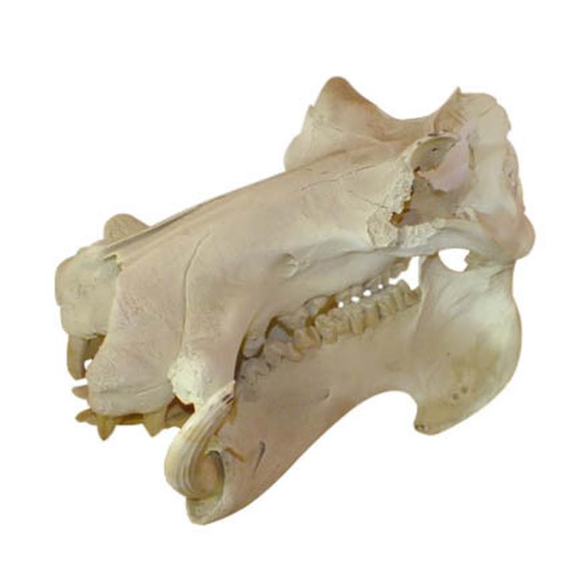 Hippo Skull (Replica Tusks) RH03 - Image 5