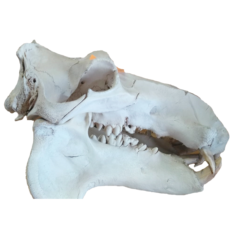 Hippo Skull - HS100