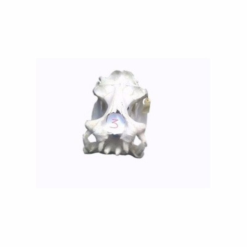 Hippo Skulls - 3B