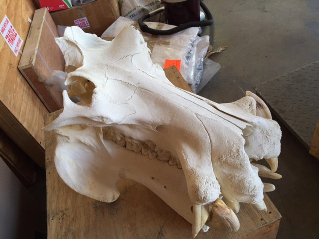 Hippo Skulls - S1 - Image 2