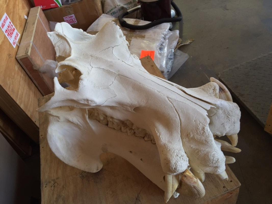 Hippo Skulls - S1 - Image 3