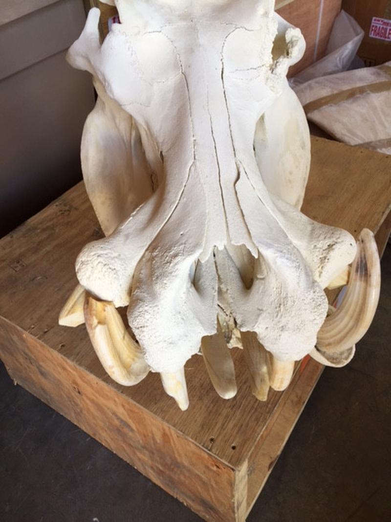Hippo Skulls - S1 - Image 4