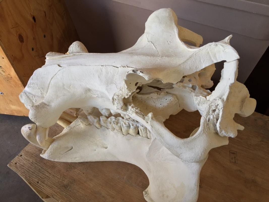 Hippo Skulls - S1 - Image 5