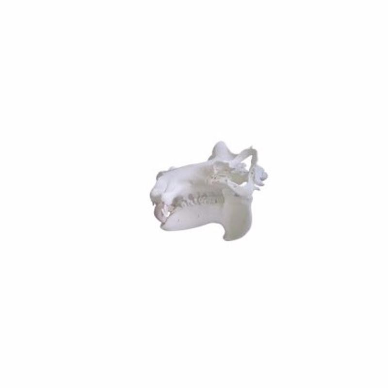Hippo Skulls - S1