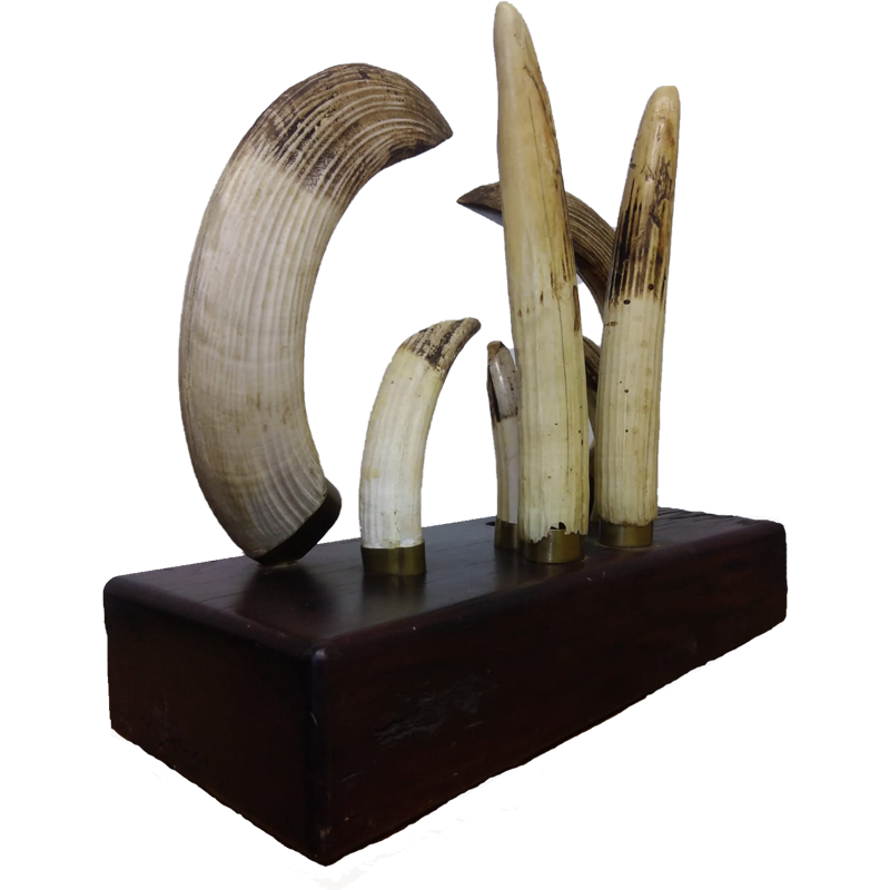Hippo Tusk Mount Set - HTMS100 - Image 2