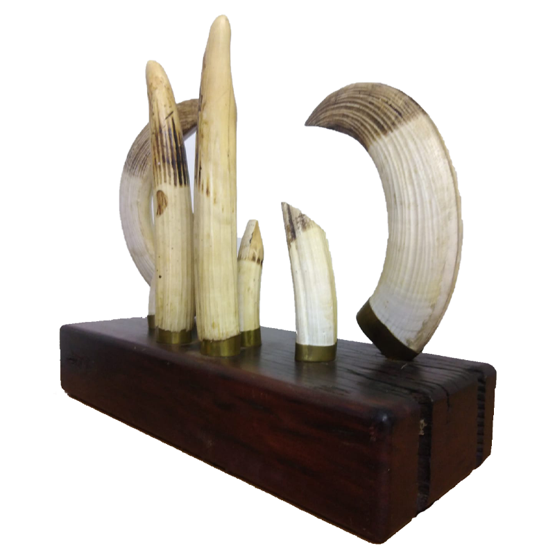 Hippo Tusk Mount Set - HTMS100 - Image 3