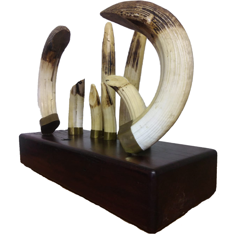 Hippo Tusk Mount Set - HTMS100 - Image 5