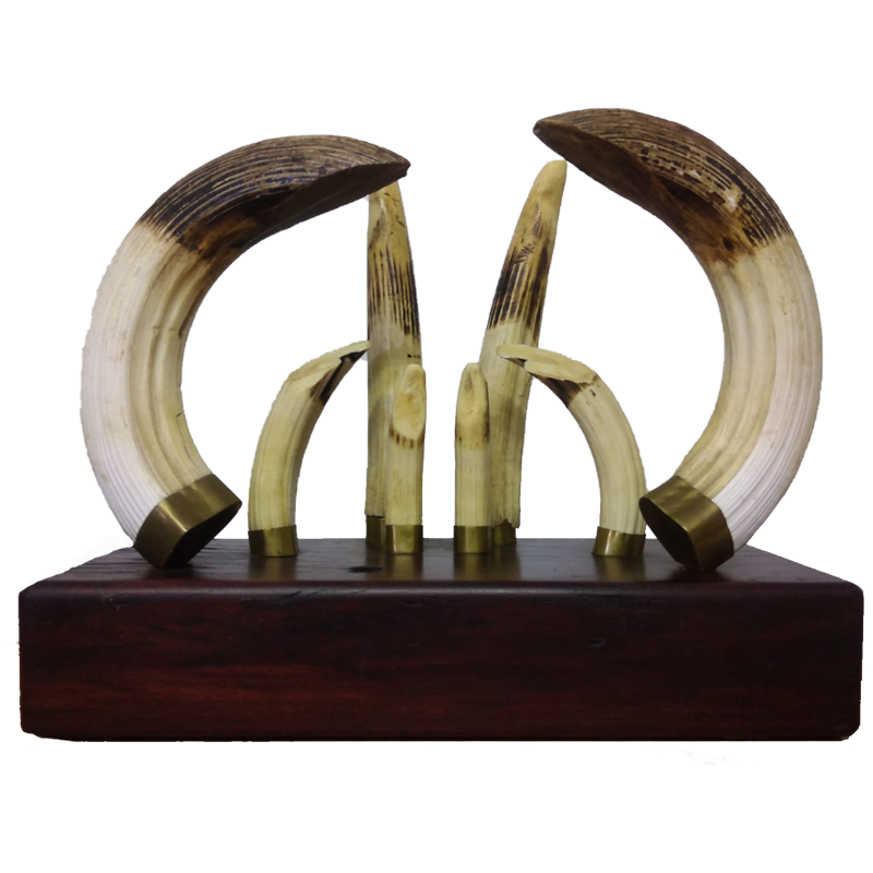 Hippo Tusk Mount Set - HTMS100
