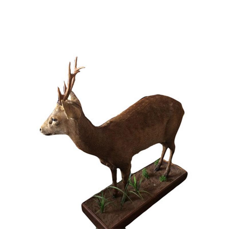 Hog Deer Full Mount HDF1 - Image 2