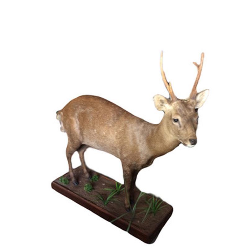 Hog Deer Full Mount HDF1