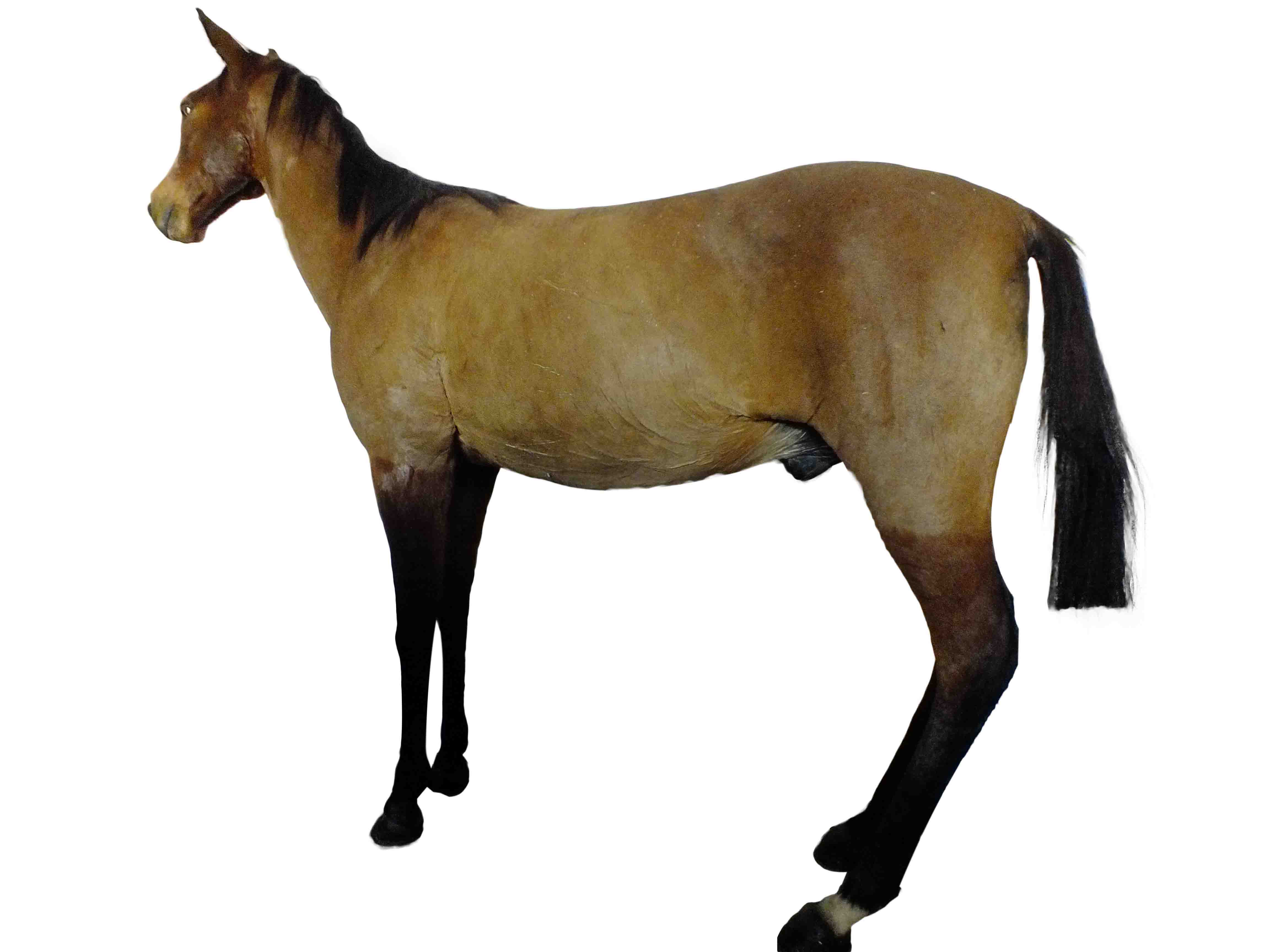 Horse Full Mount HFM1 - Image 2