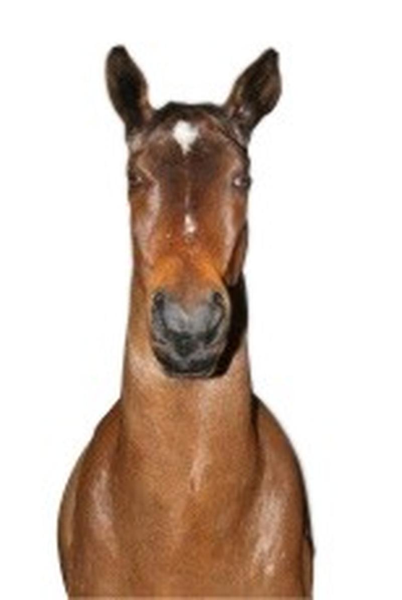 Horse Full Mount HFM1 - Image 4