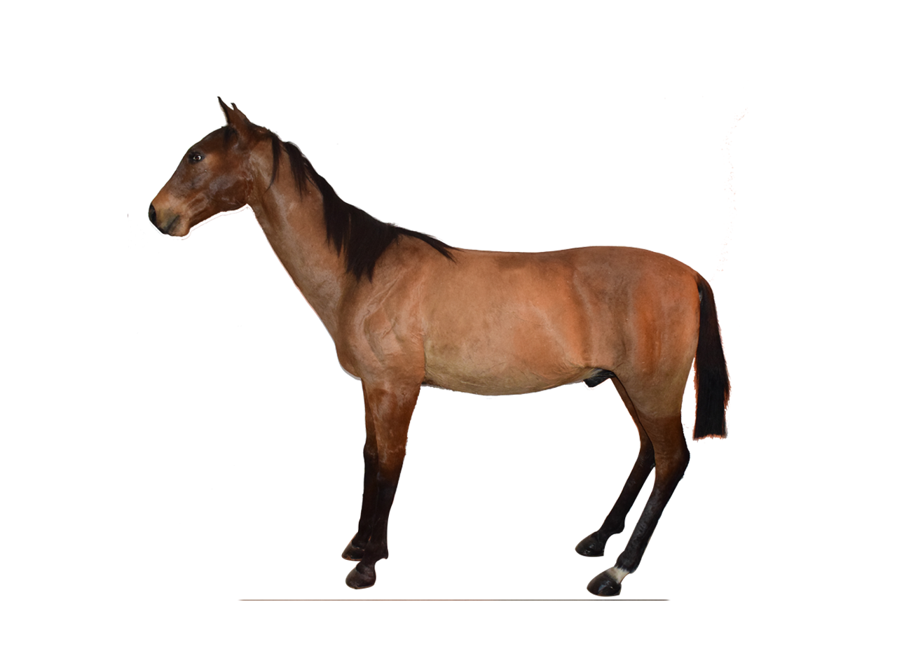 Horse Full Mount HFM1