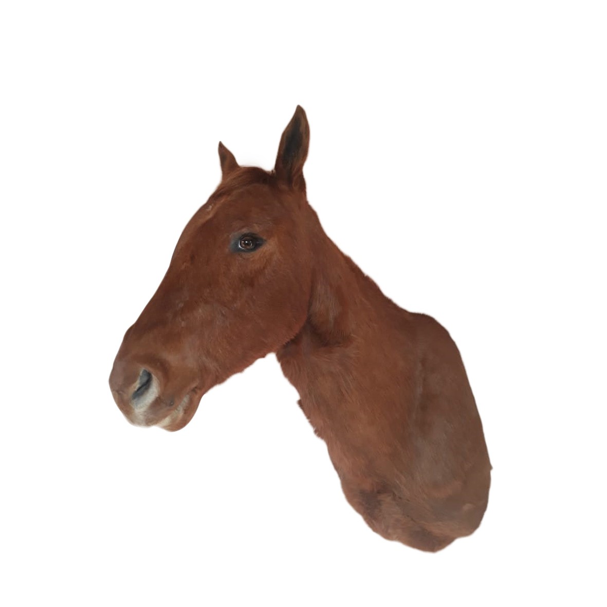 HORSE SHOULDER MOUNT
