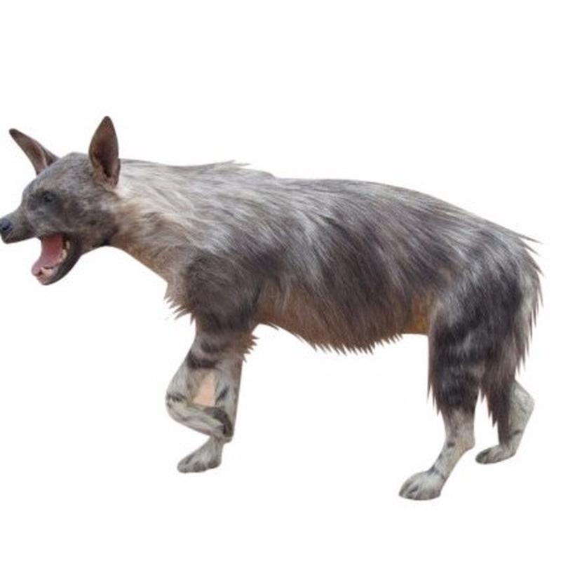 Hyena Full Mount - HFM_05