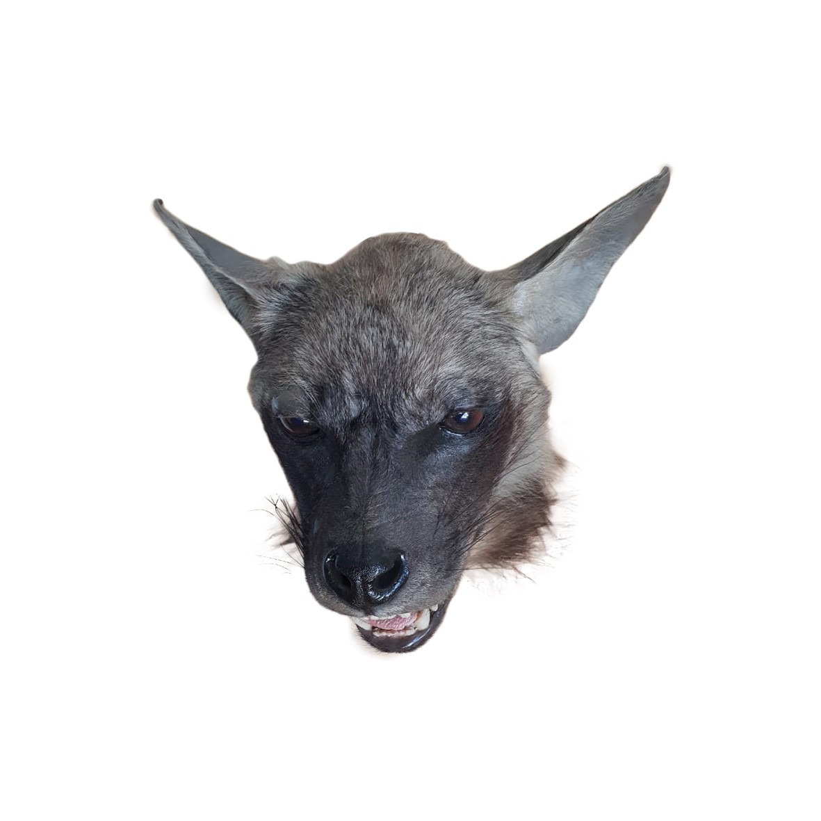 HYENA HEAD MOUNT - Image 2