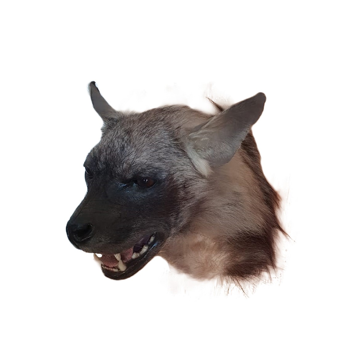 HYENA HEAD MOUNT - Image 3