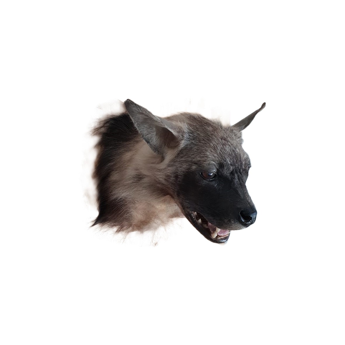 HYENA HEAD MOUNT