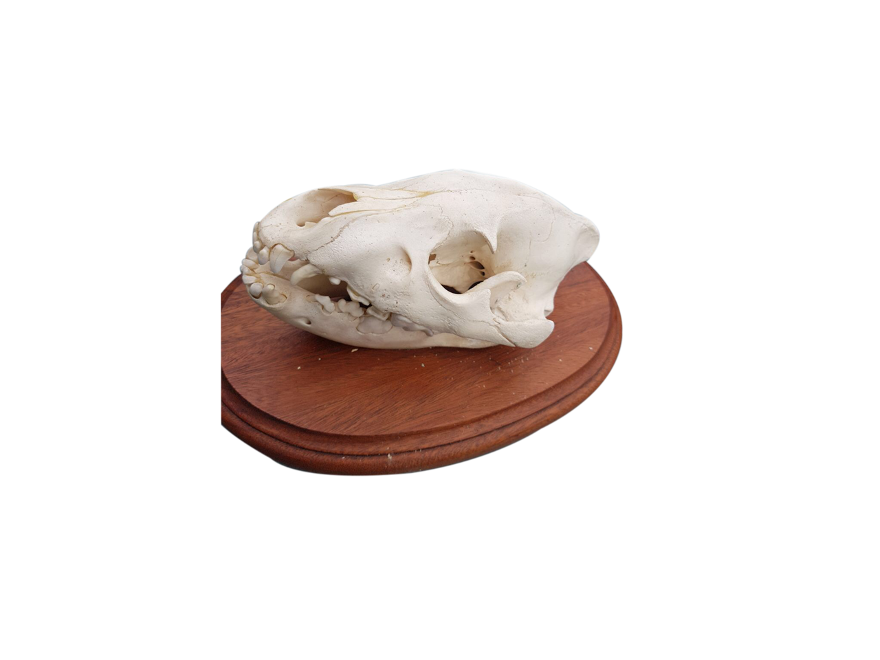Hyena Skull - BH01 - Image 2