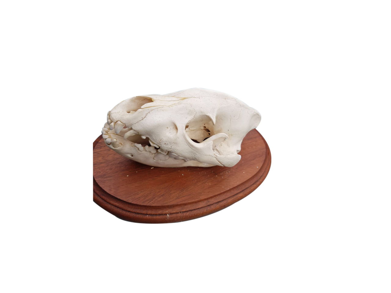 Hyena Skull - BH01 - Image 3
