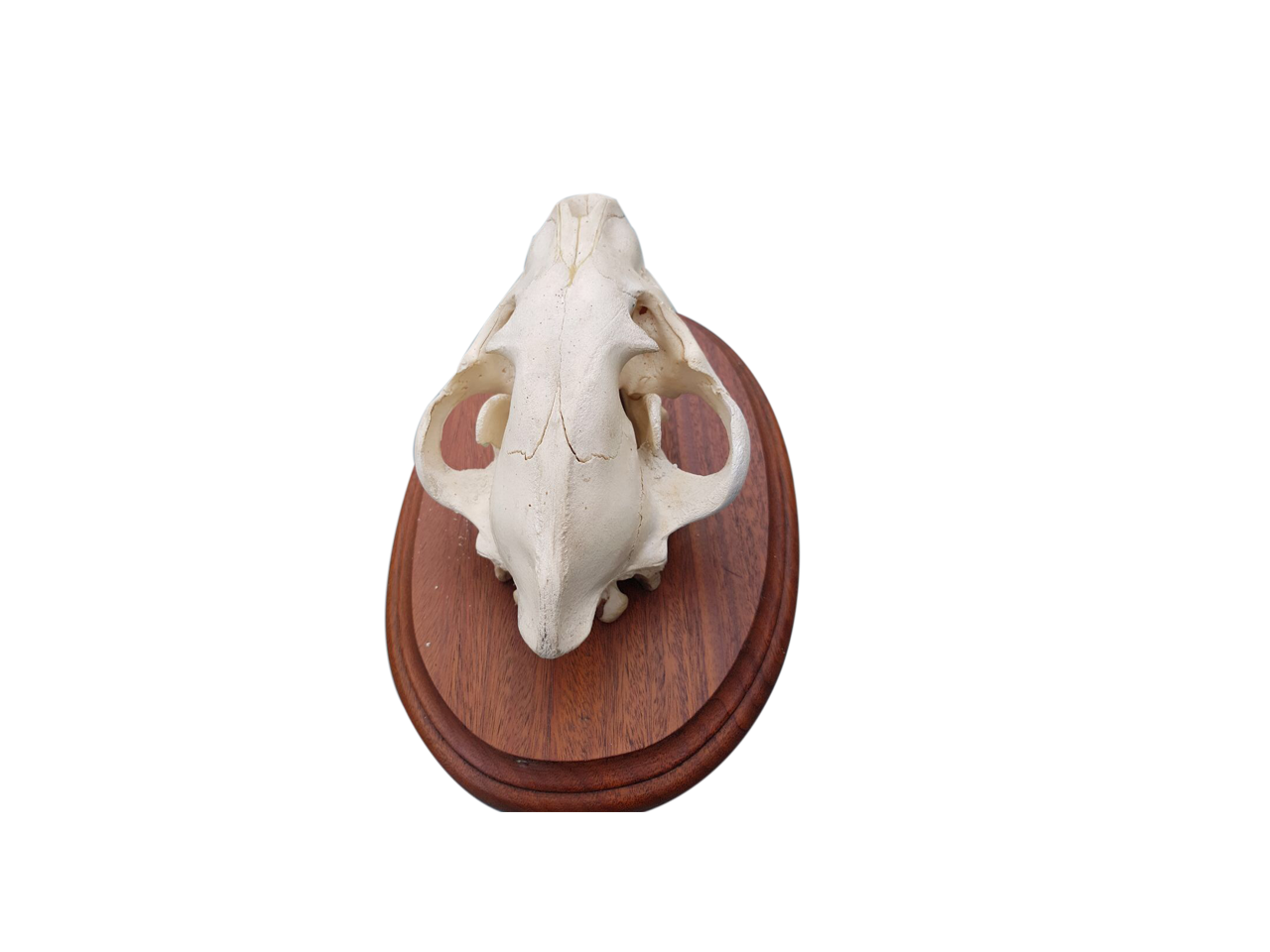 Hyena Skull - BH01 - Image 4