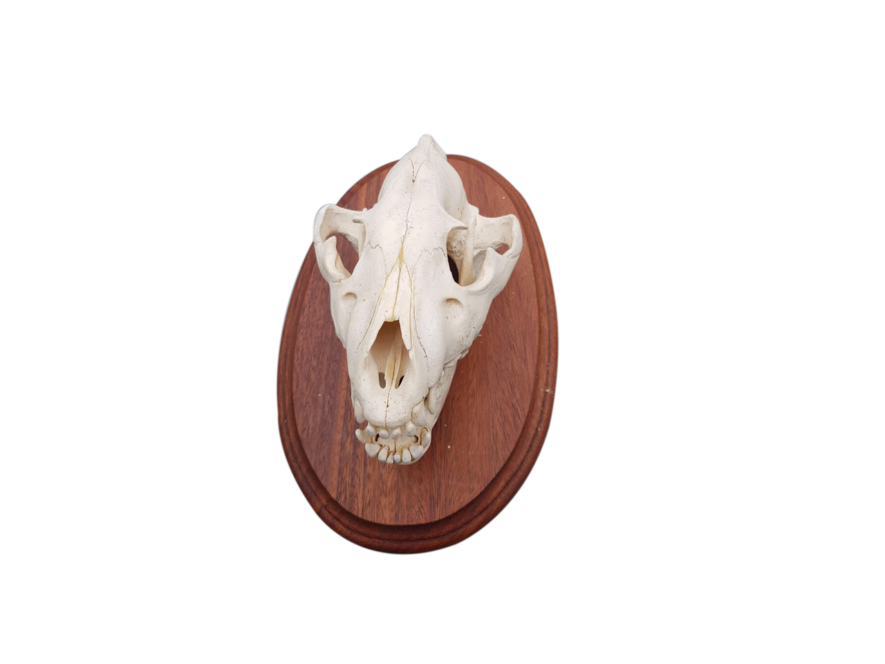 Hyena Skull - BH01