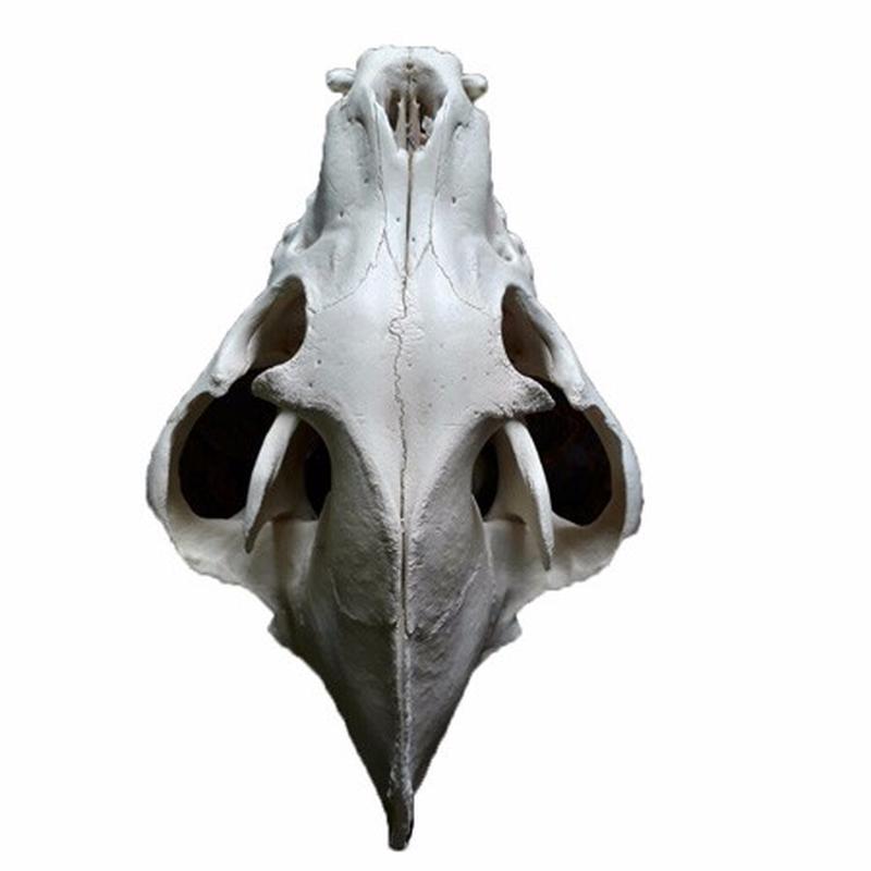 Hyena Skull BH3 - Image 2