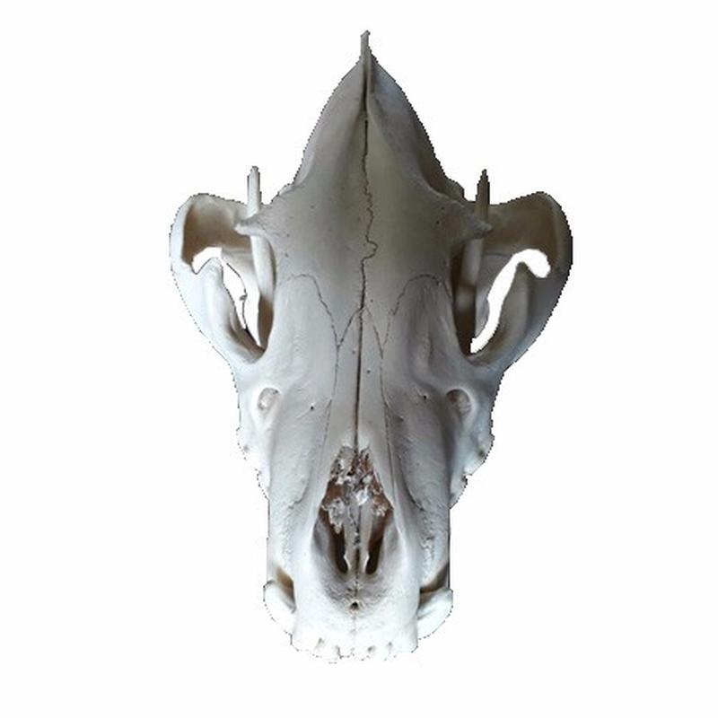 Hyena Skull BH3