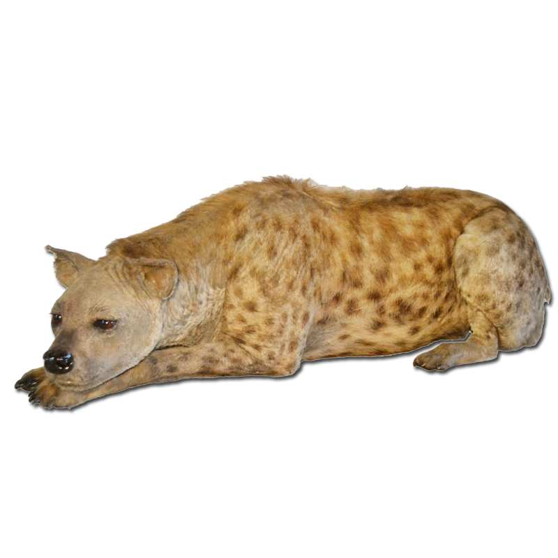 Full Mount Hyena - FMH1