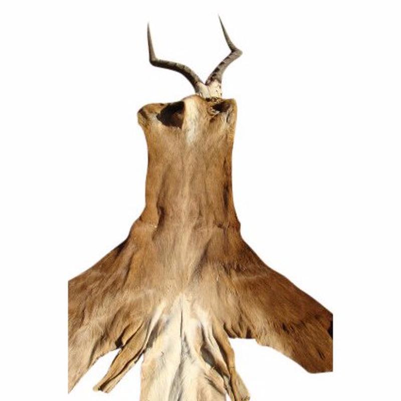 Impala Cape With Horn - IMp1