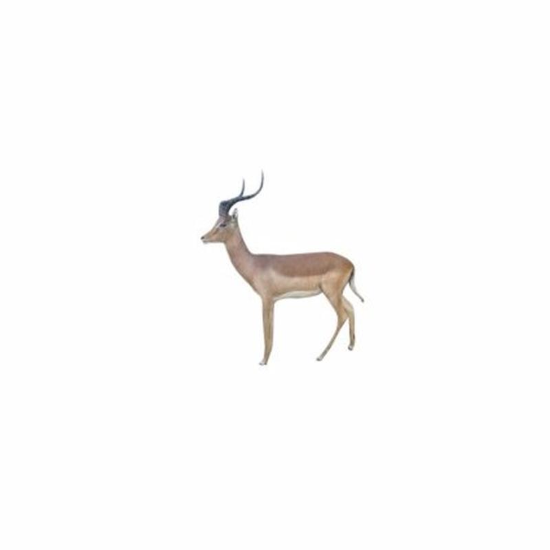 Impala Full Mount - H1