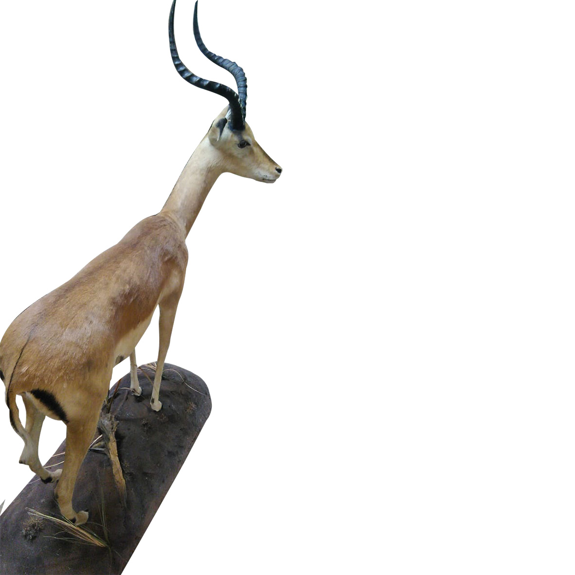 IMPALA FULL MOUNT IFM156 - Image 3