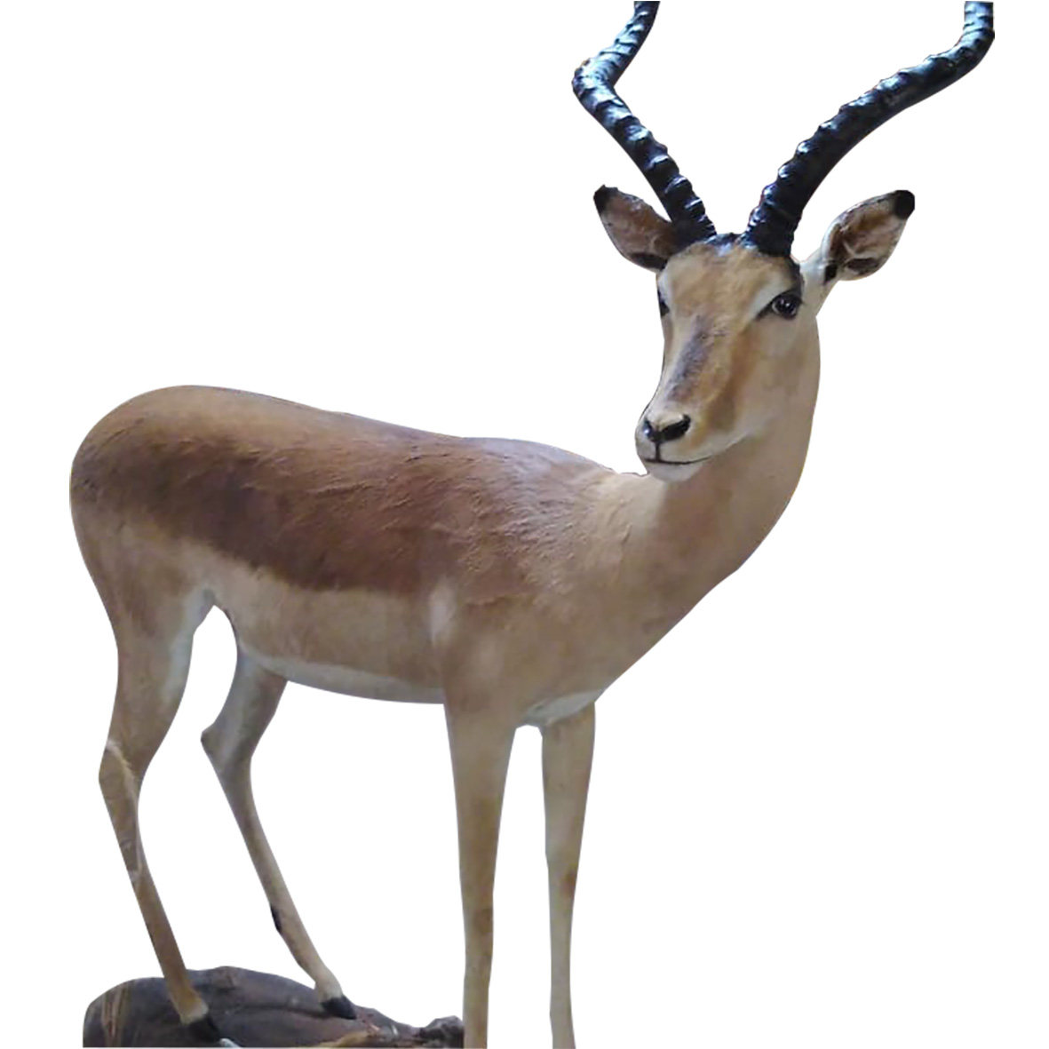 IMPALA FULL MOUNT IFM156