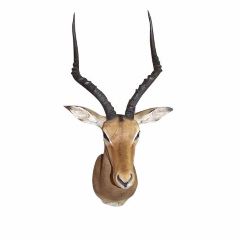 Impala Shoulder Mount - K1