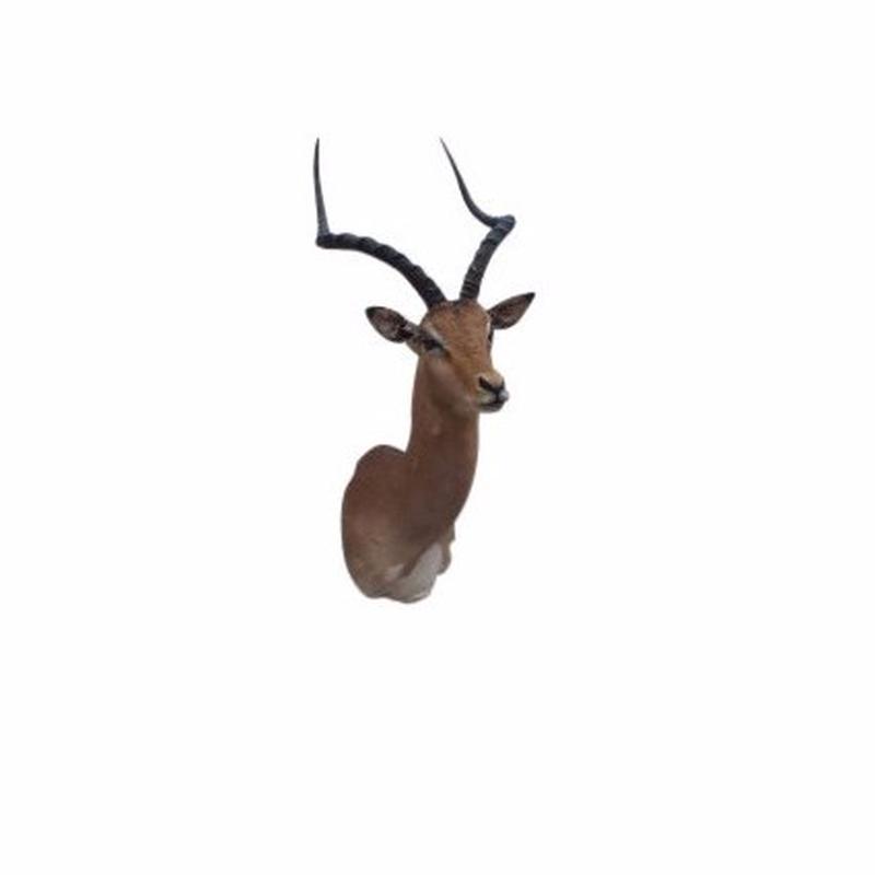 Impala Shoulder Mount - K2